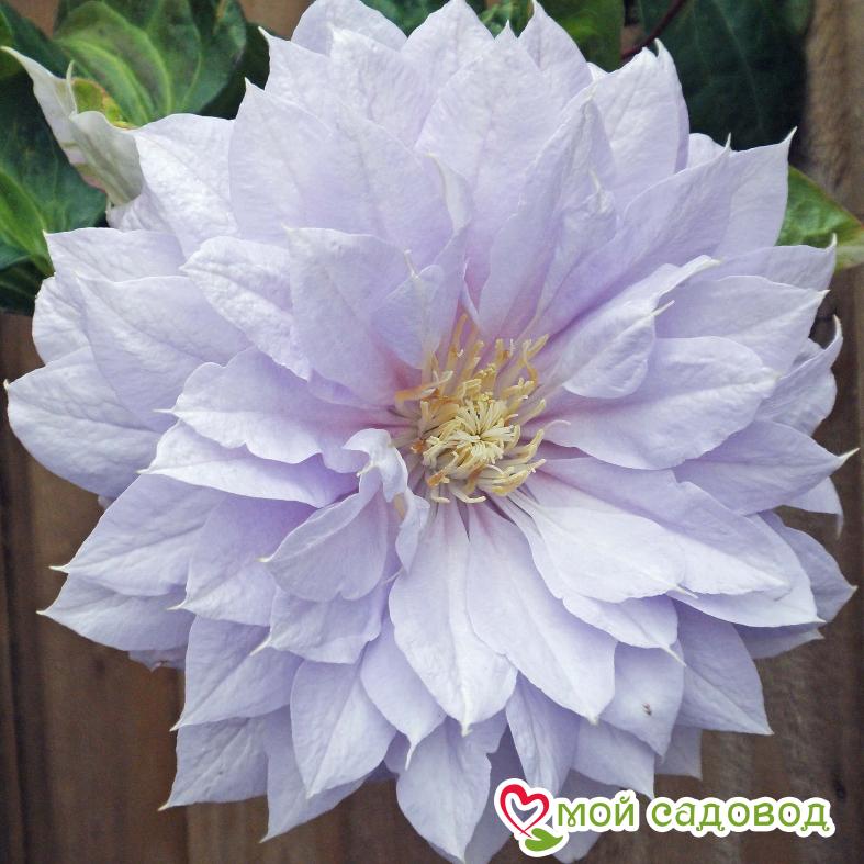 Клематис Бель Вокинг ЗКС