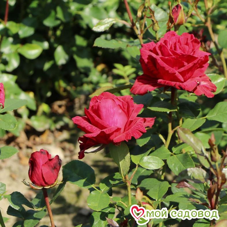 Роза Ред Интуишн