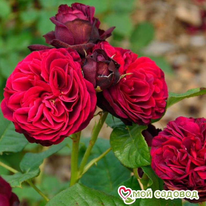 Роза Графин фон Хандерберг