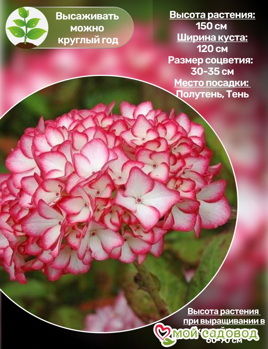 Гортензия крупнолистная Сальса ЗКС